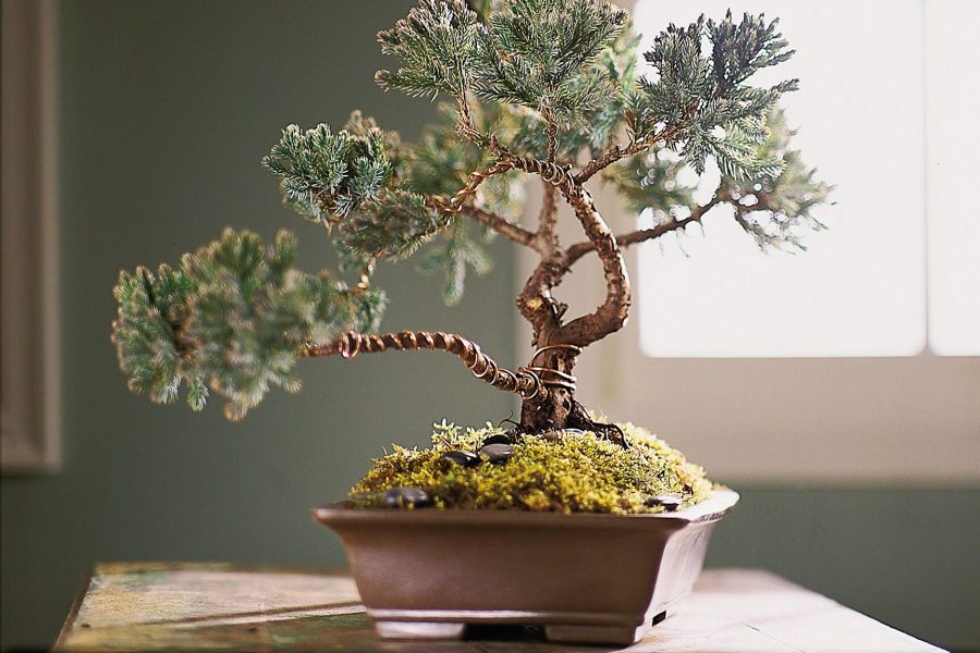 Những điều cần biết khi làm đất trồng cây bonsai