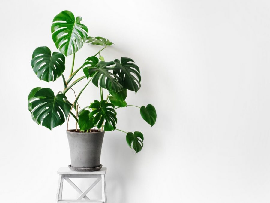 Những điều cần biết về đất trồng Monstera