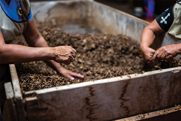 Nên chọn phân trùn quế hay phân bò để bón cho cây trồng? 1