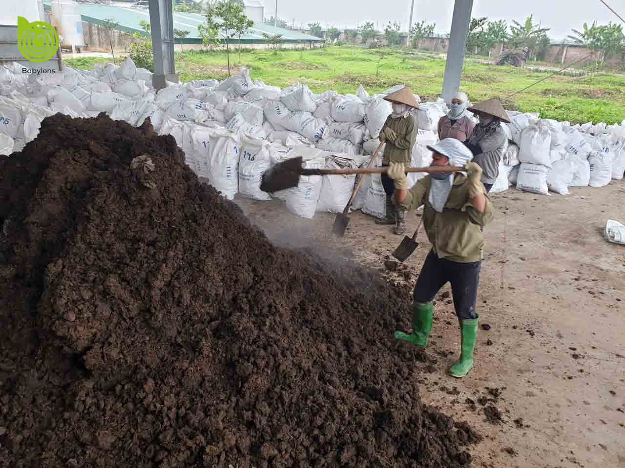 Nên chọn phân trùn quế hay phân bò để bón cho cây trồng 2