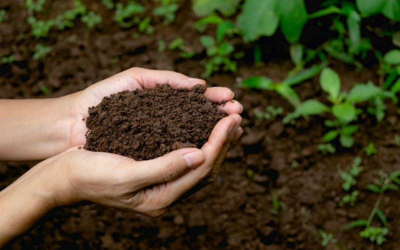 Nên chọn phân trùn quế hay phân bò để bón cho cây trồng? 3