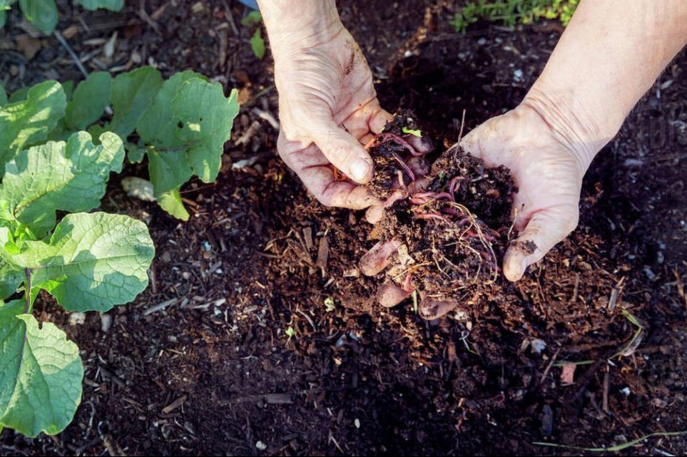 Phân trùn quế có ưu điểm và nhược điểm gì