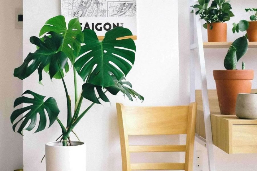 Phân tích các thành phần trong đất trồng kiểng lá - Monstera