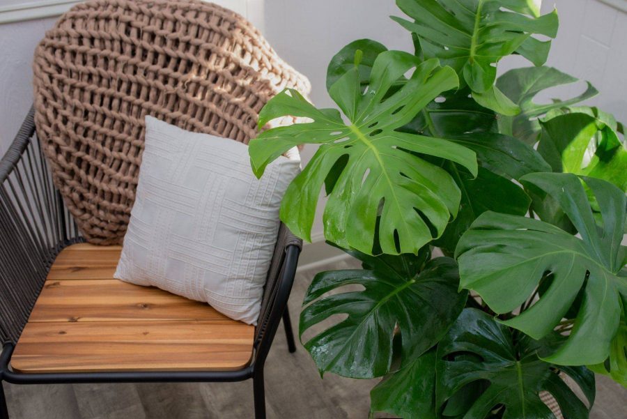 Review 2 sản phẩm đất trồng Monstera tốt nhất cho mọi tín đồ