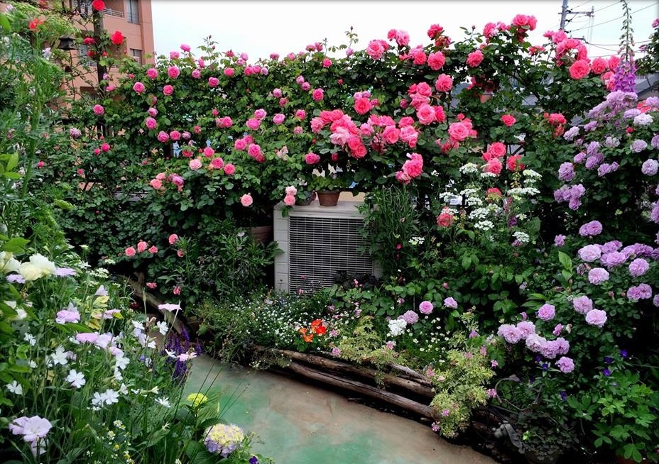 Sở hữu ngay vườn hoa trên ban công với đất trồng hoa hữu cơ cực dễ 1