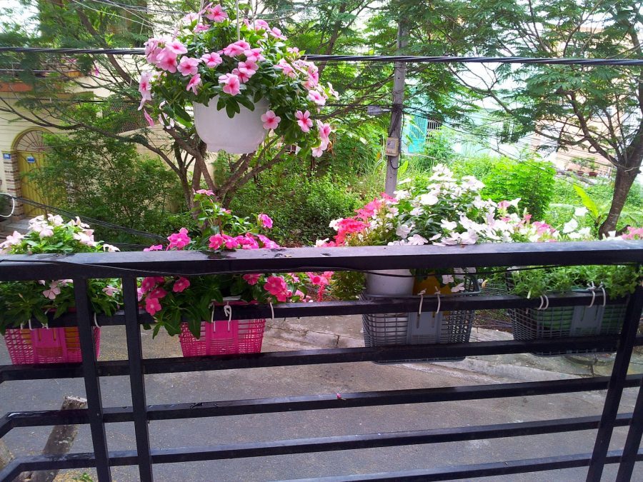 Sở hữu ngay vườn hoa trên ban công với đất trồng hoa hữu cơ cực dễ