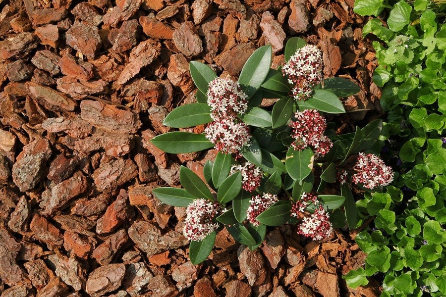 Vỏ thông phủ nền có tác dụng gì