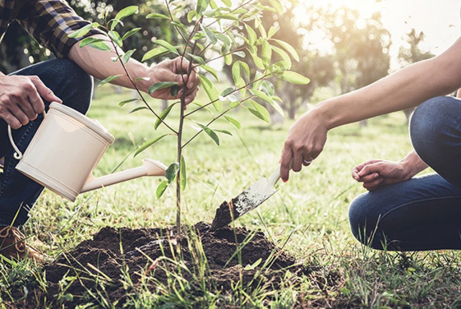 Ứng dụng của dịch trùn quế trong nông nghiệp