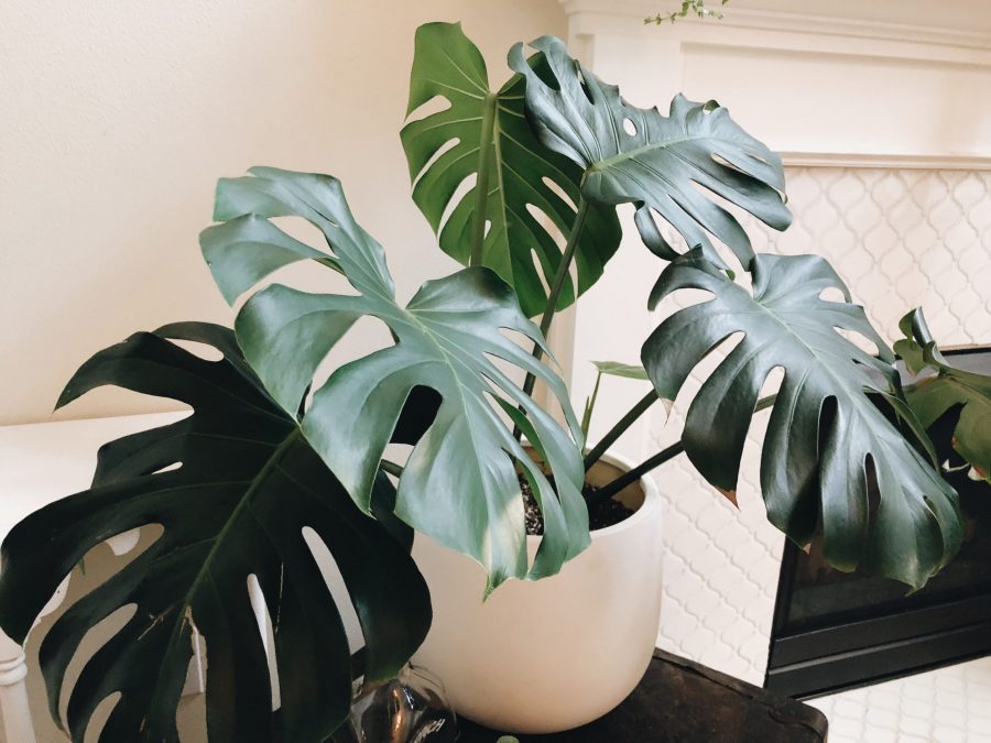 Đất trồng Monstera Tropical Premium