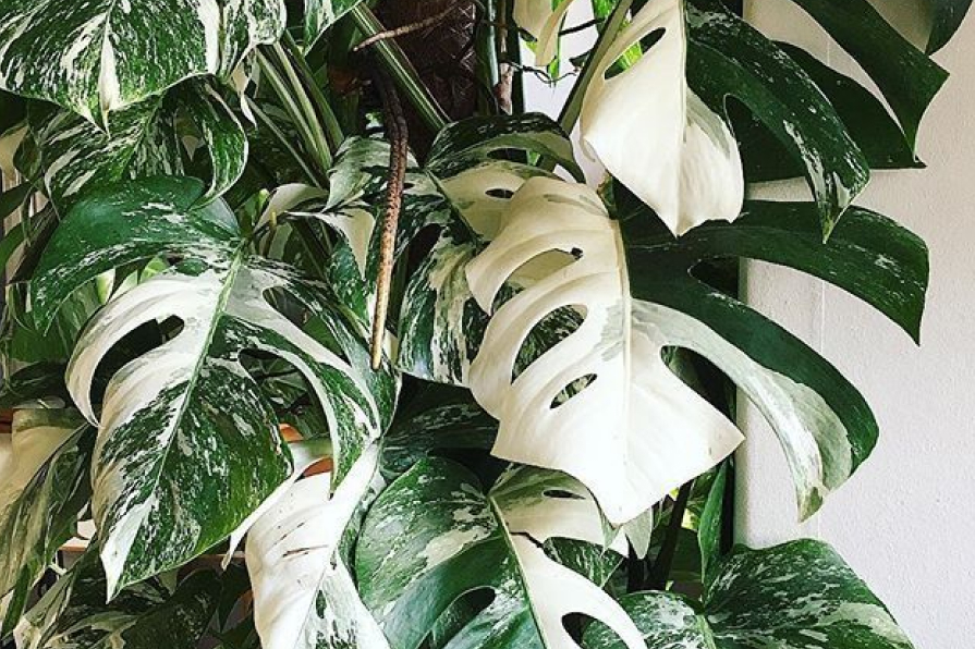 Đất trồng Monstera trong nhà tốt nhất 2