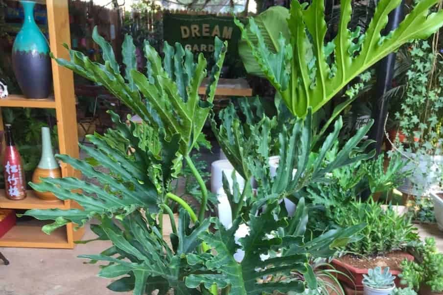 Bí quyết chăm sóc cây Trầu bà thanh xuân hiệu quả 1