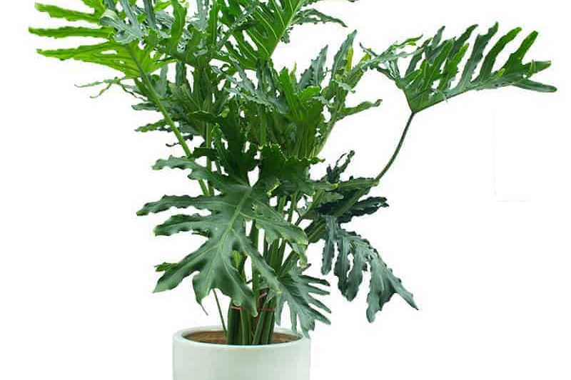 Bí quyết chăm sóc cây Trầu bà thanh xuân hiệu quả 3