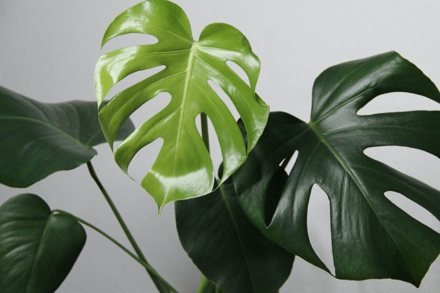 Bật mí kỹ thuật trồng cây trầu bà lá xẻ chuẩn nhất 1