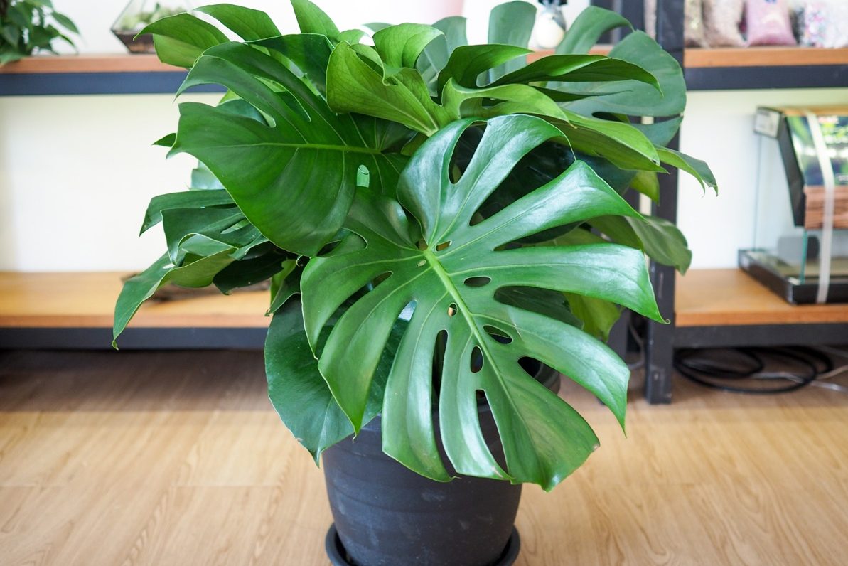 Bật mí kỹ thuật trồng cây trầu bà lá xẻ chuẩn nhất 2