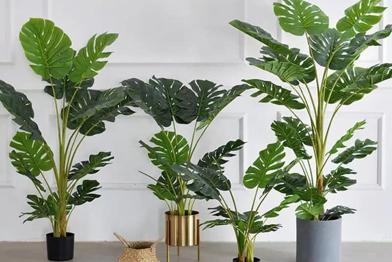 Bật mí kỹ thuật trồng cây trầu bà lá xẻ chuẩn nhất 5