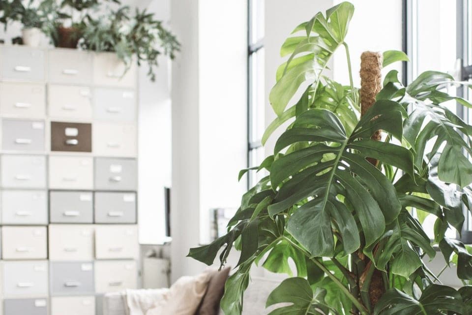 Chọn giá thể và đất trồng kiểng lá tốt nhất cho tín đồ yêu cây 1