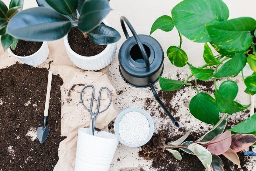 Chọn giá thể và đất trồng kiểng lá tốt nhất cho tín đồ yêu cây 2