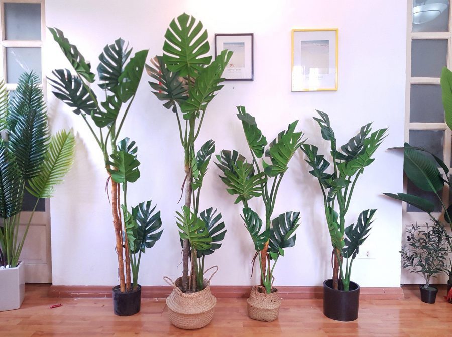 Chọn giá thể và đất trồng kiểng lá tốt nhất cho tín đồ yêu cây