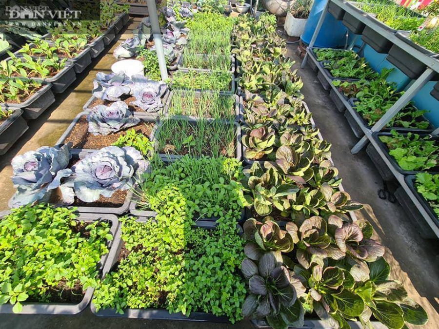 Các cách cải tạo đất trồng cây trên sân thượng đơn giản, hiệu quả