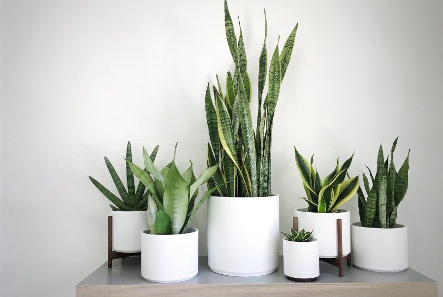 Cách chăm cây lưỡi hổ tưởng dễ mà khó!