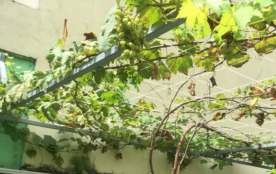 Cách làm đất trồng nho trên sân thượng phát triển xanh tốt, sai quả
