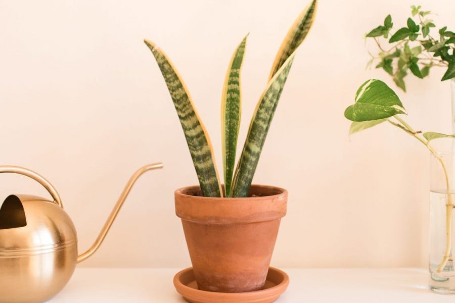 Cây lưỡi hổ hợp mệnh gì?