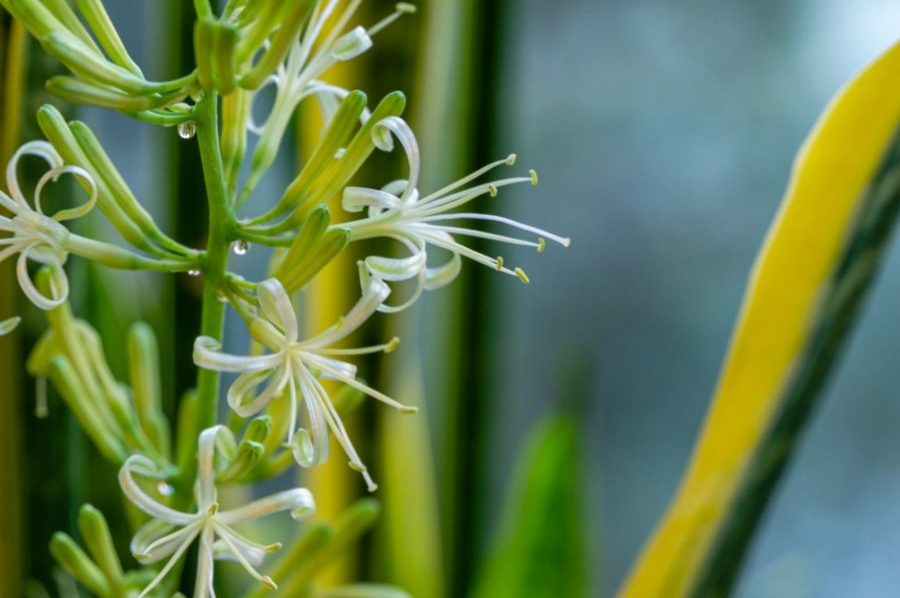 Cây lưỡi hổ ra hoa không? Ý nghĩa hoa lưỡi hổ