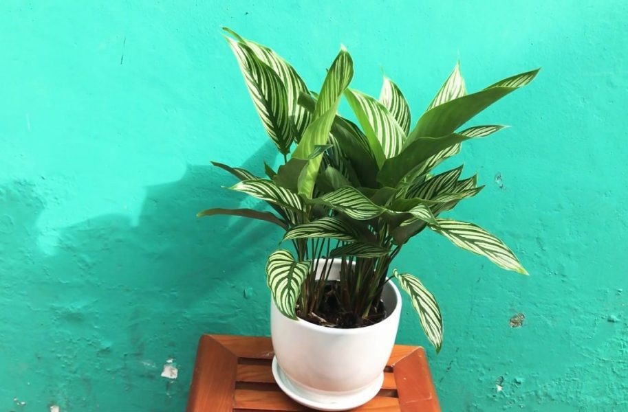 Giải mã ý nghĩa và hướng đặt cây đuôi công hợp phong thủy