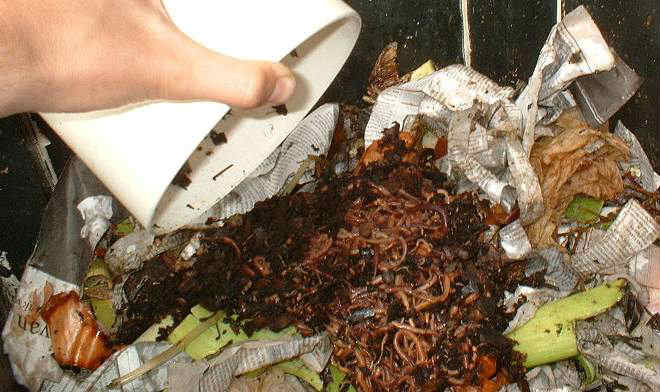 Hướng dẫn ủ phân trùn quế bằng rác thải nhà bếp 2