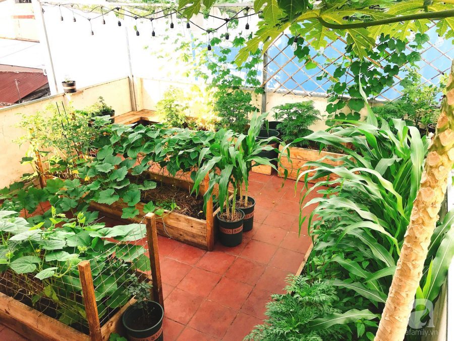 Kinh nghiệm làm đất trồng cây trên sân thượng tốt nhất