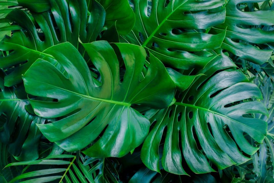 Kinh nghiệm thay đất trồng kiểng lá đơn giản, đạt hiệu quả cao