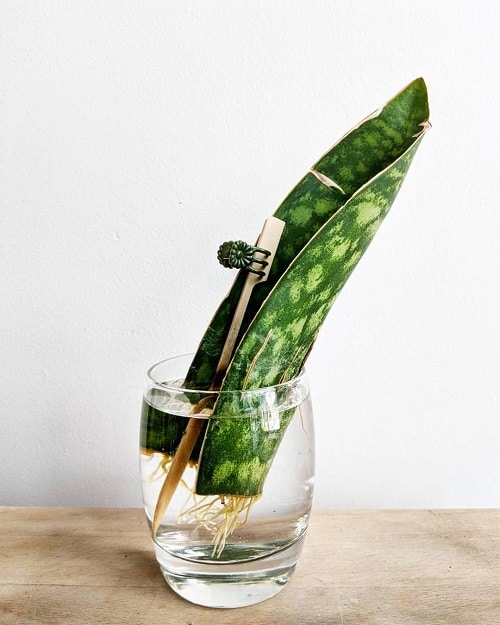 Mẹo trồng cây lưỡi hổ thuỷ sinh 2