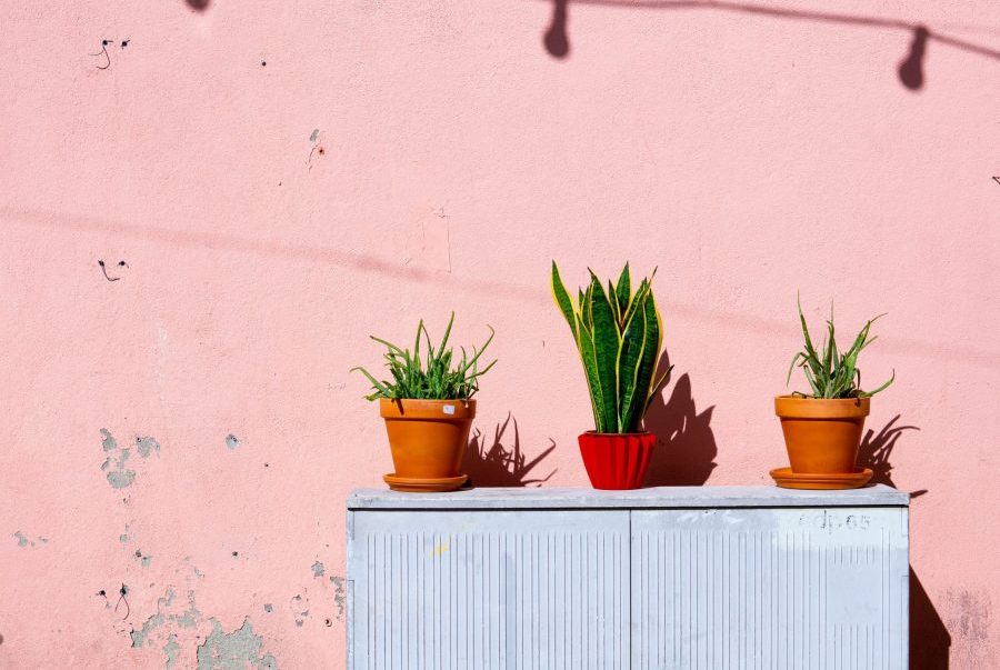 Mẹo trồng cây lưỡi hổ thuỷ sinh