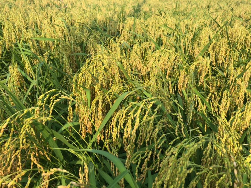 Nhận biết đặc điểm gạo nếp cái hoa vàng 2