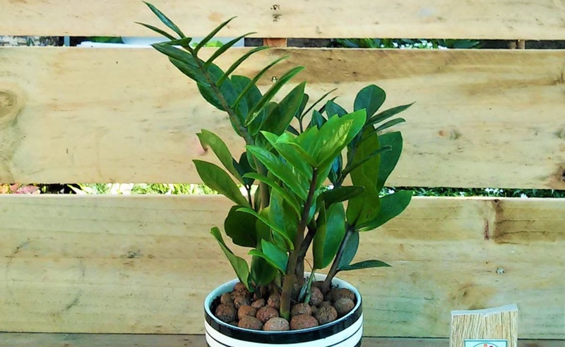 Top 5 cây nội thất dễ chăm sóc nhất 2