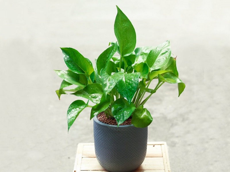 Top 5 cây nội thất dễ chăm sóc nhất 3