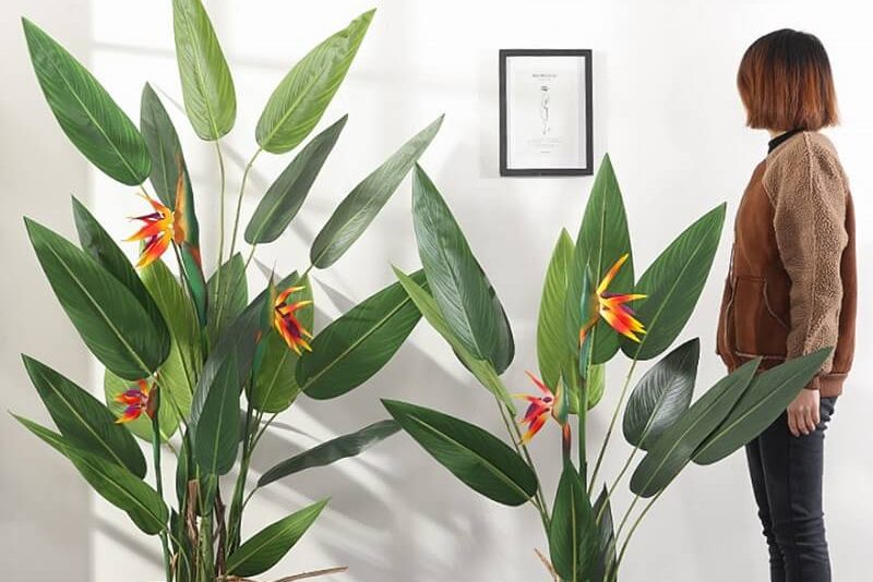 Top 5 cây nội thất dễ chăm sóc nhất 5