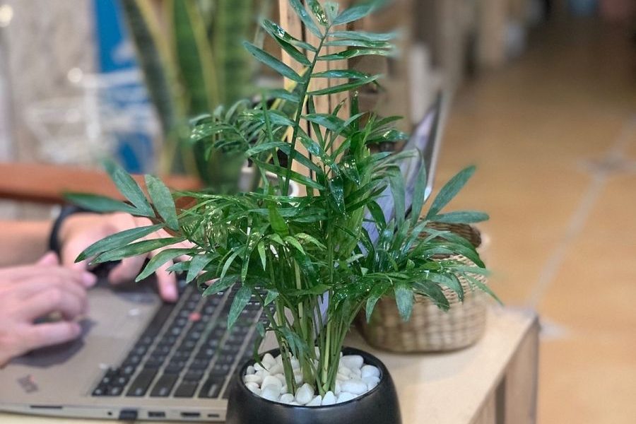 Top 5 cây nội thất dễ chăm sóc nhất 6
