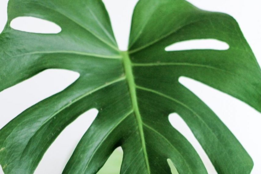 Bí quyết chăm sóc cây trầu bà lá xẻ Nam Mỹ xanh tốt 1