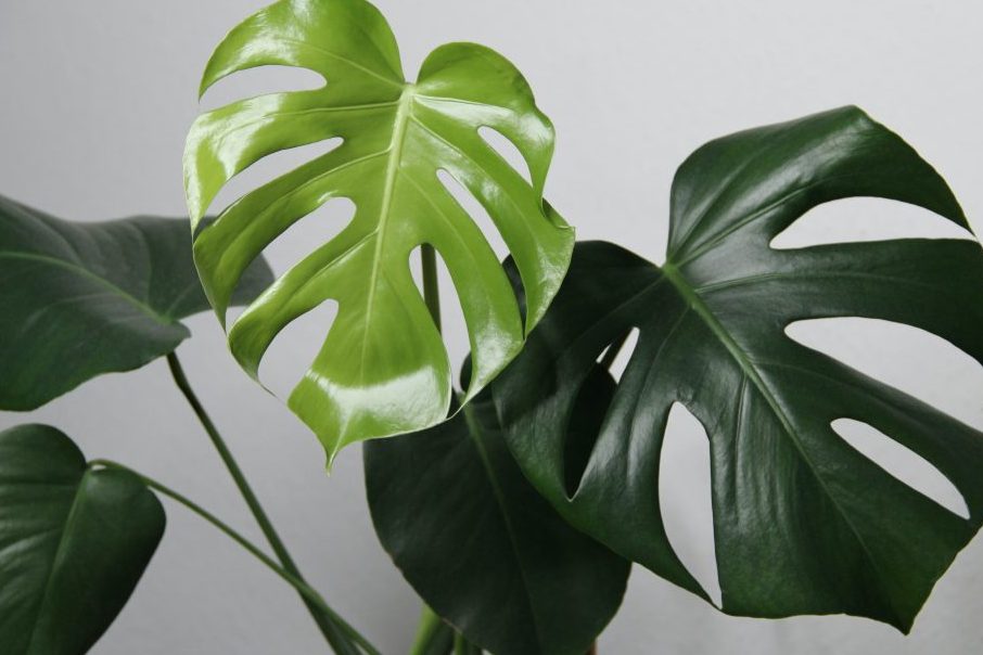 Bật mí 3 cách nhân giống trầu bà lá xẻ hiệu quả nhất 1