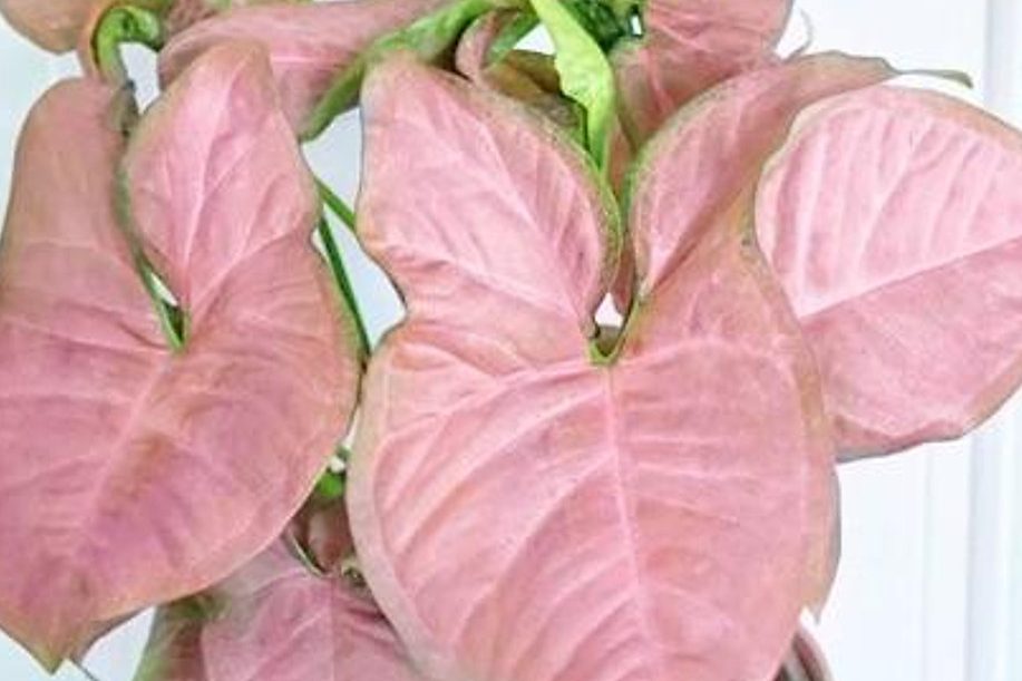 Bật mí 3 cách trưng cây trầu bà hồng đẹp nhất trong nhà 1