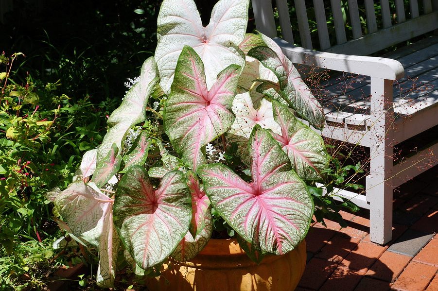 Bật mí 3 cách trưng cây trầu bà hồng đẹp nhất trong nhà 4