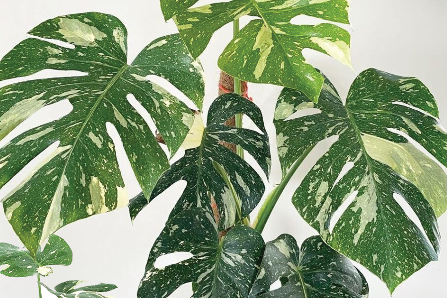 Bật mí top 4 cây trầu bà lá xẻ đột biến phổ biến nhất 1