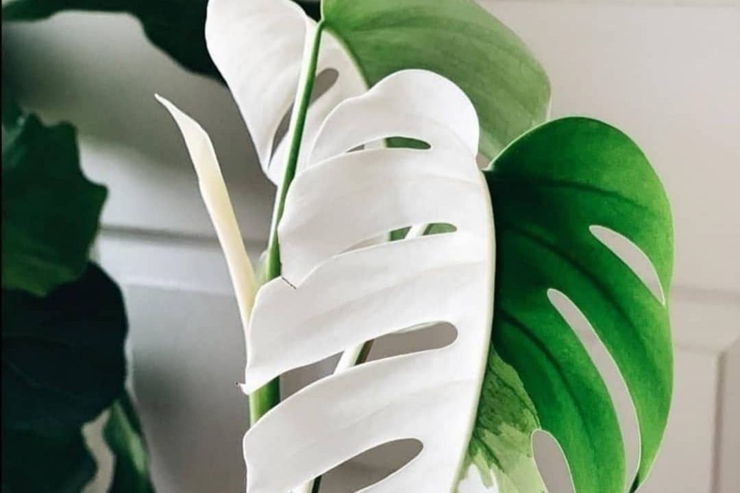 Bật mí top 4 cây trầu bà lá xẻ đột biến phổ biến nhất 2