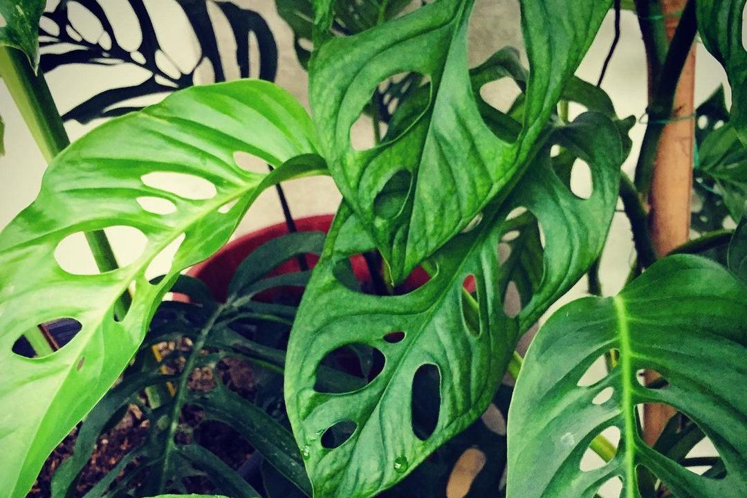 Bật mí top 4 cây trầu bà lá xẻ đột biến phổ biến nhất 3