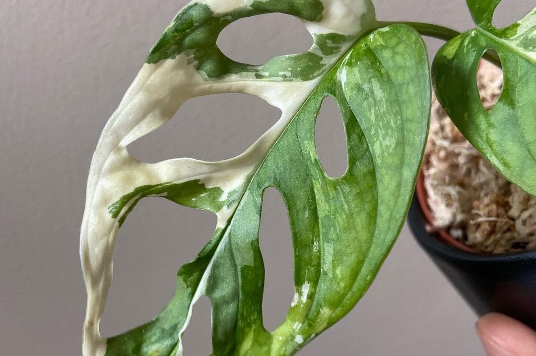 Bật mí top 4 cây trầu bà lá xẻ đột biến phổ biến nhất 5