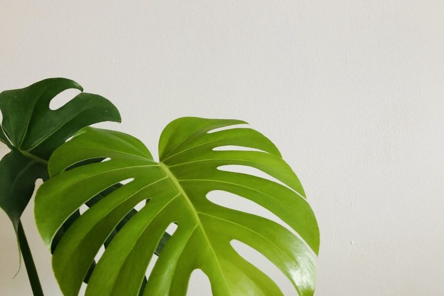 Chăm sóc cây trầu bà lá xẻ Nam Mỹ vào mùa đông 1