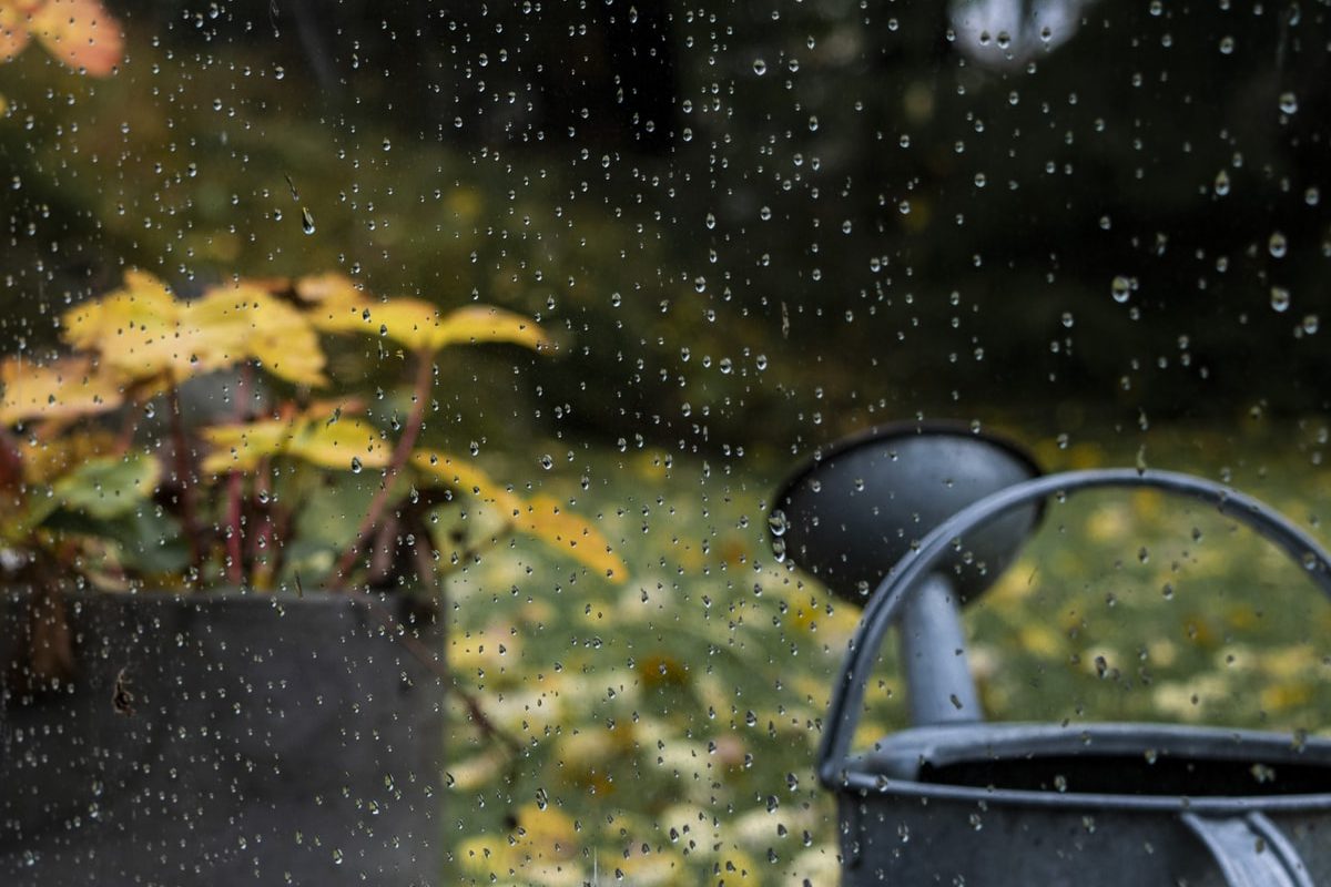 Chăm sóc cây trầu bà lá xẻ Nam Mỹ vào mùa đông 2