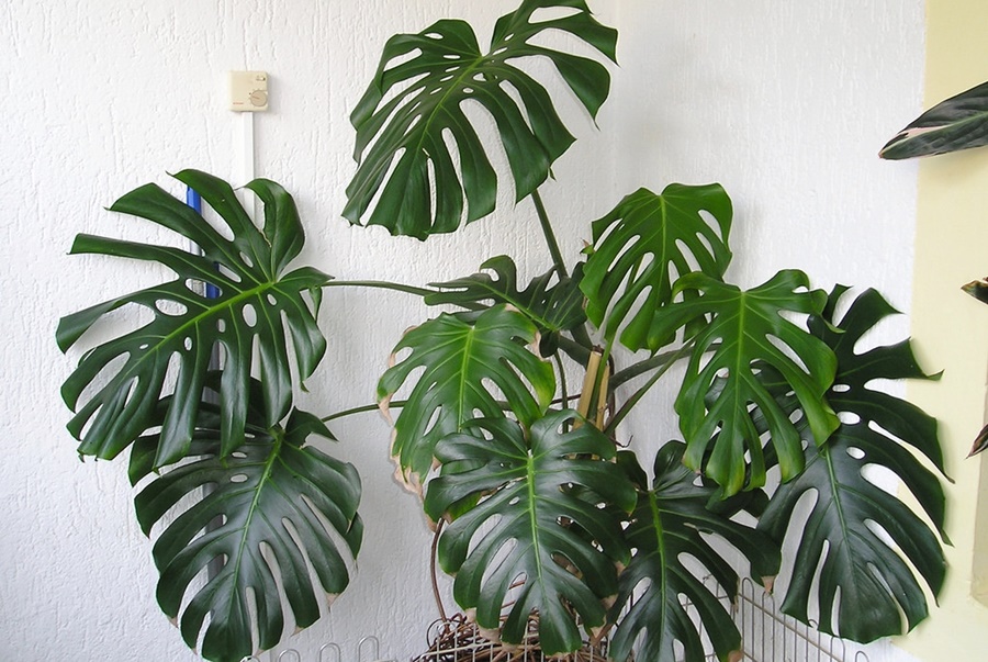 Chăm sóc cây trầu bà lá xẻ sau khi chiết cành 1