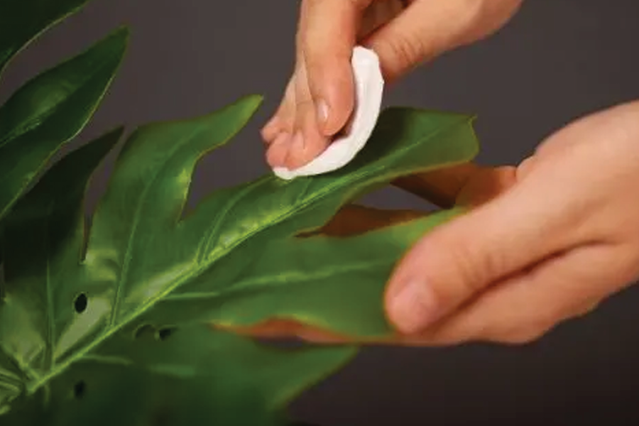 Chăm sóc cây trầu bà lá xẻ sau khi chiết cành 4